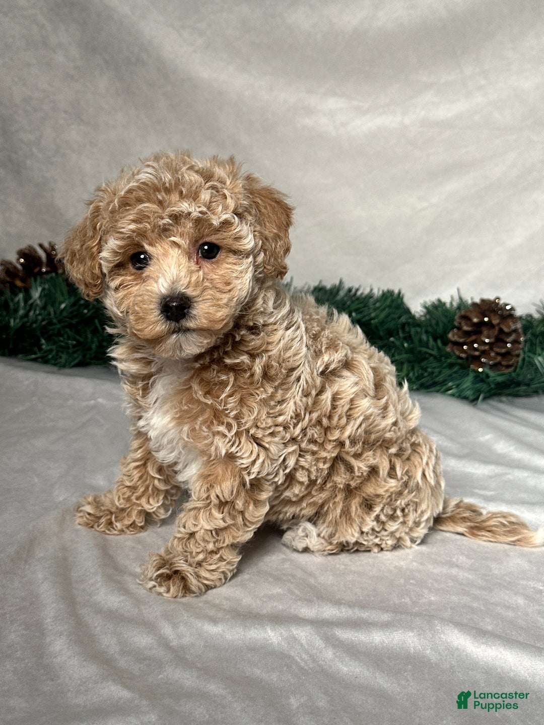 Bichpoo dogs for sale: Heidi - Ad 3