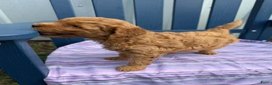 Puppy #3….F1BB