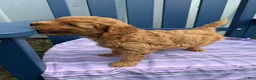 Mini Goldendoodle dogs for sale: Puppy #3….F1BB - Ad 1