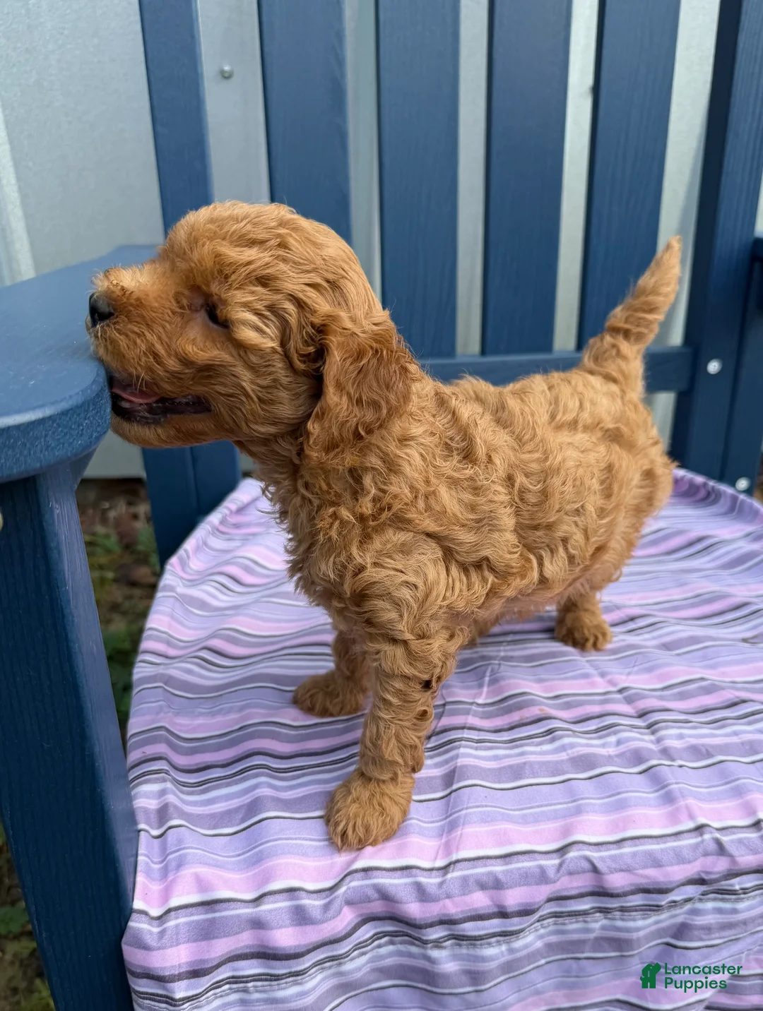 Mini Goldendoodle dogs for sale: Puppy #3….F1BB - Ad 1