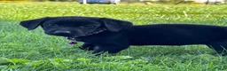Labrador Retriever dogs for sale: Labrador Retriever 1 - Ad 8