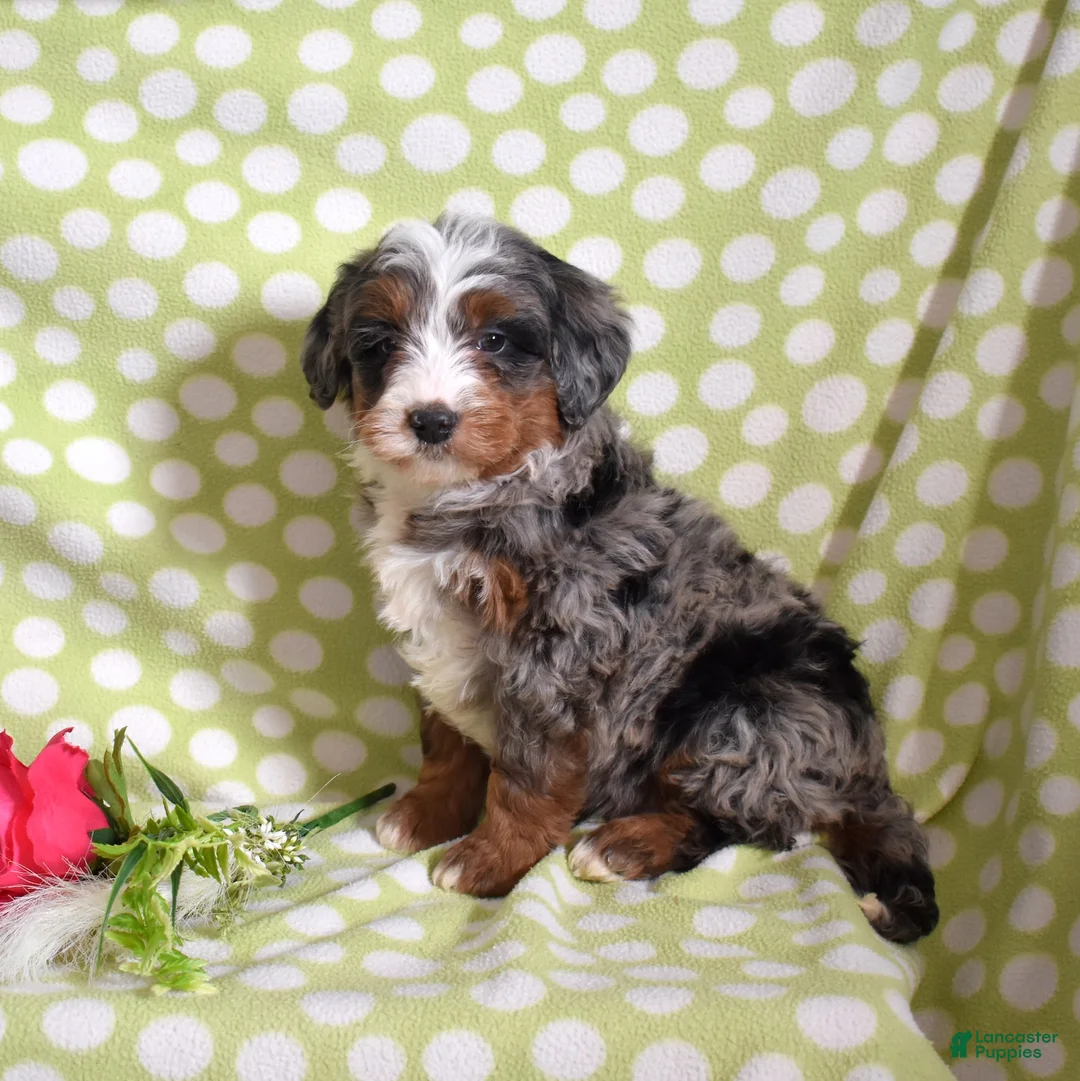 Bernedoodle dogs for sale: Geo  - Ad 6