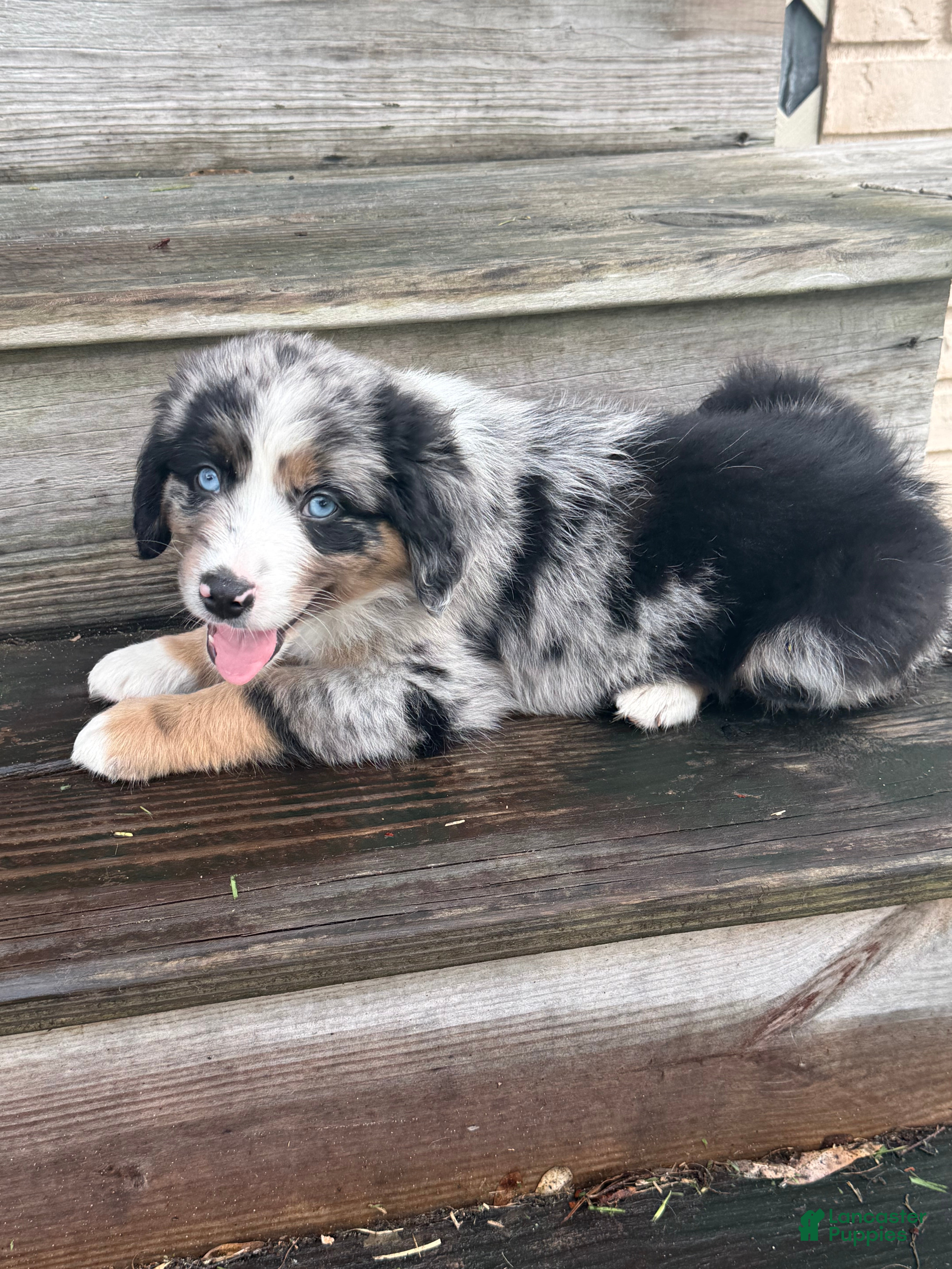 Miniature Australian Shepherd dogs FORD - (Blue Collar) - Ad 2