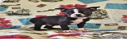 Boston Terrier dogs for sale: Ace - Ad 3