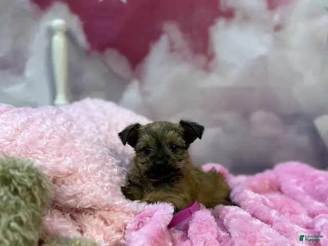 Yorkshire Terrier dogs Violet's Little Fuchsia - Ad 39