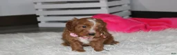 Cockapoo dogs for sale: Felicity  - Ad 2