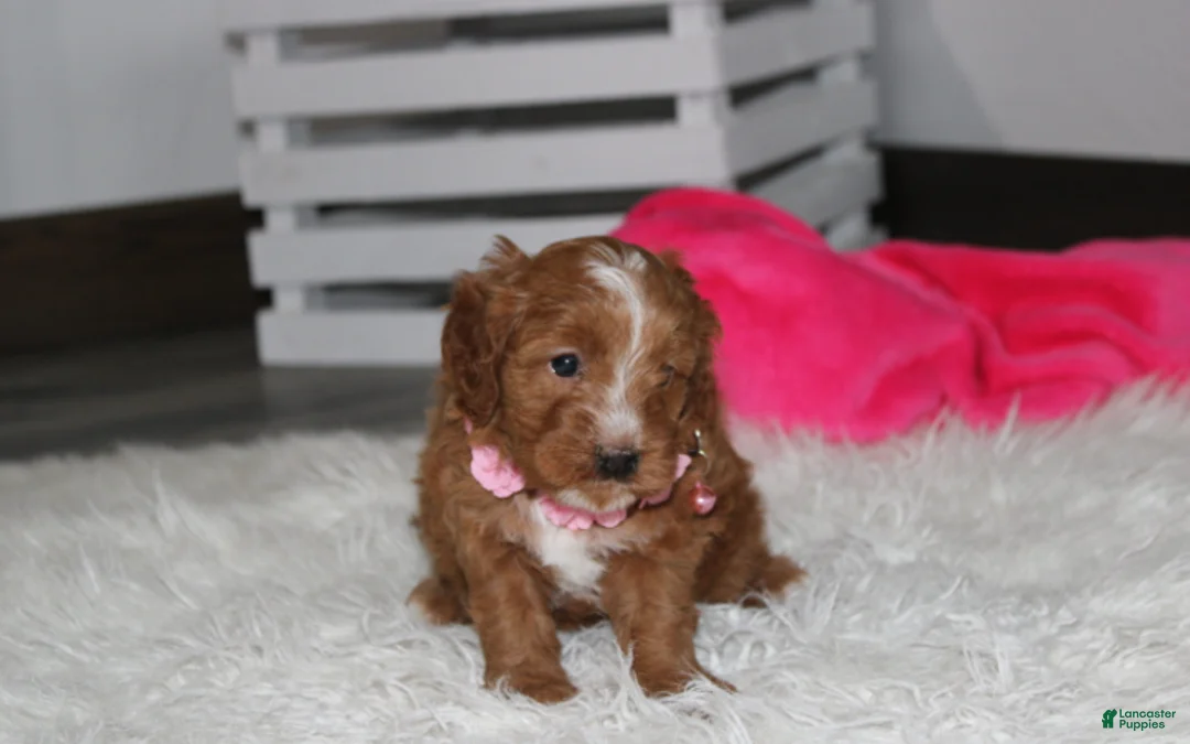 Cockapoo dogs for sale: Felicity  - Ad 2