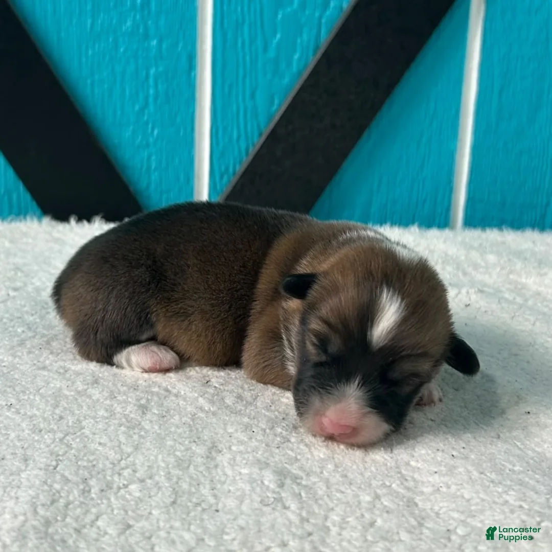 Welsh Corgi Pembroke dogs for sale: Roland Welsh Corgi Pembroke Puppy  - Ad 2