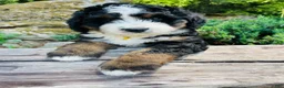 Bernedoodle dogs for sale: Strawberry kiwi- ultra Bernedoodle  - Ad 4