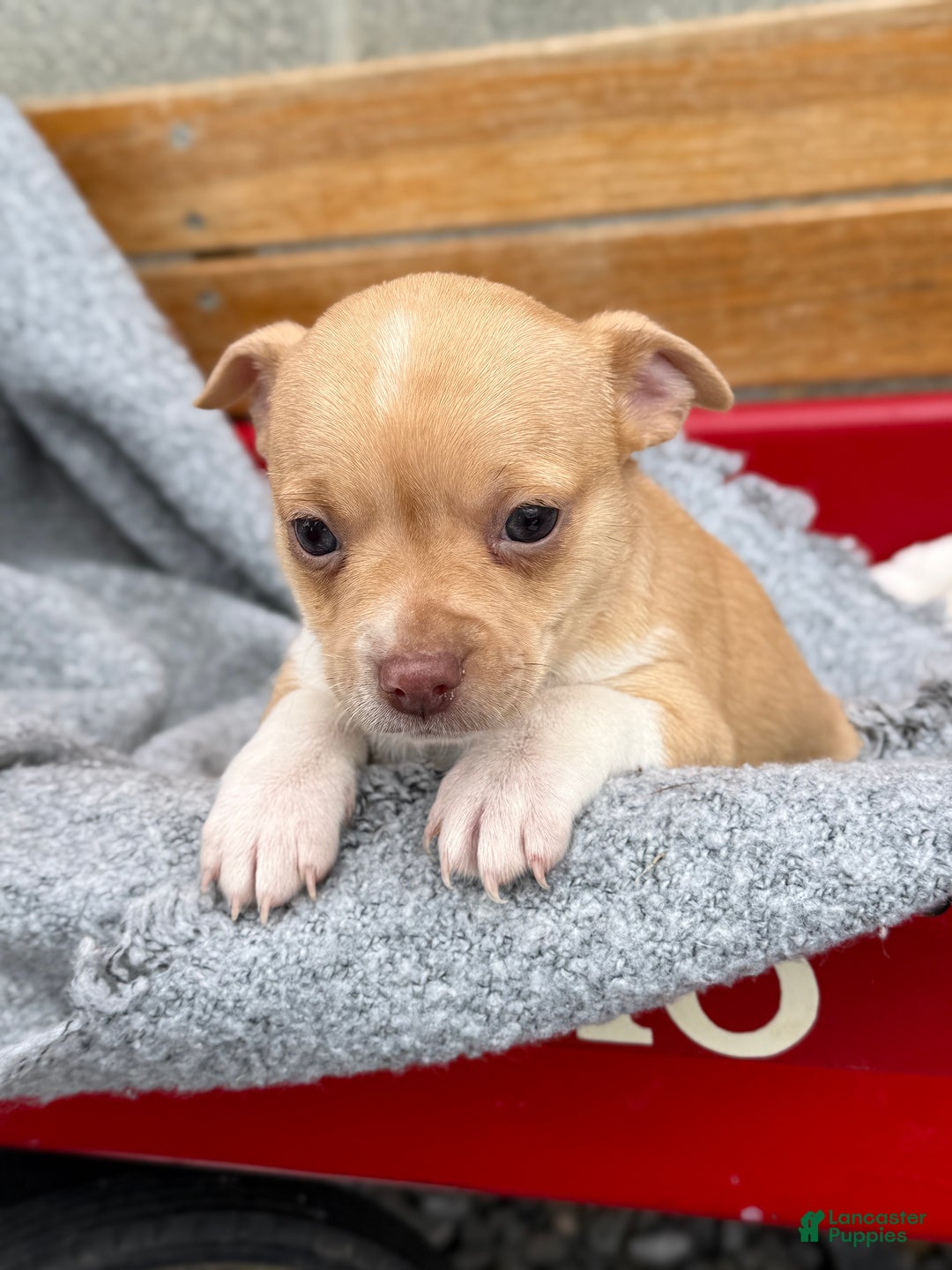 Chihuahua dogs for sale: Cookie - Ad 7