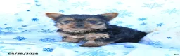 Yorkshire Terrier dogs for sale: Teddy - Ad 3