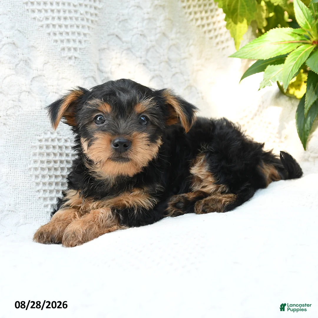 Yorkshire Terrier dogs for sale: Manny - Ad 2
