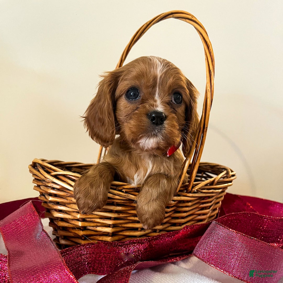 Cavalier King Charles Spaniel dogs for sale: Selina - Ad 2