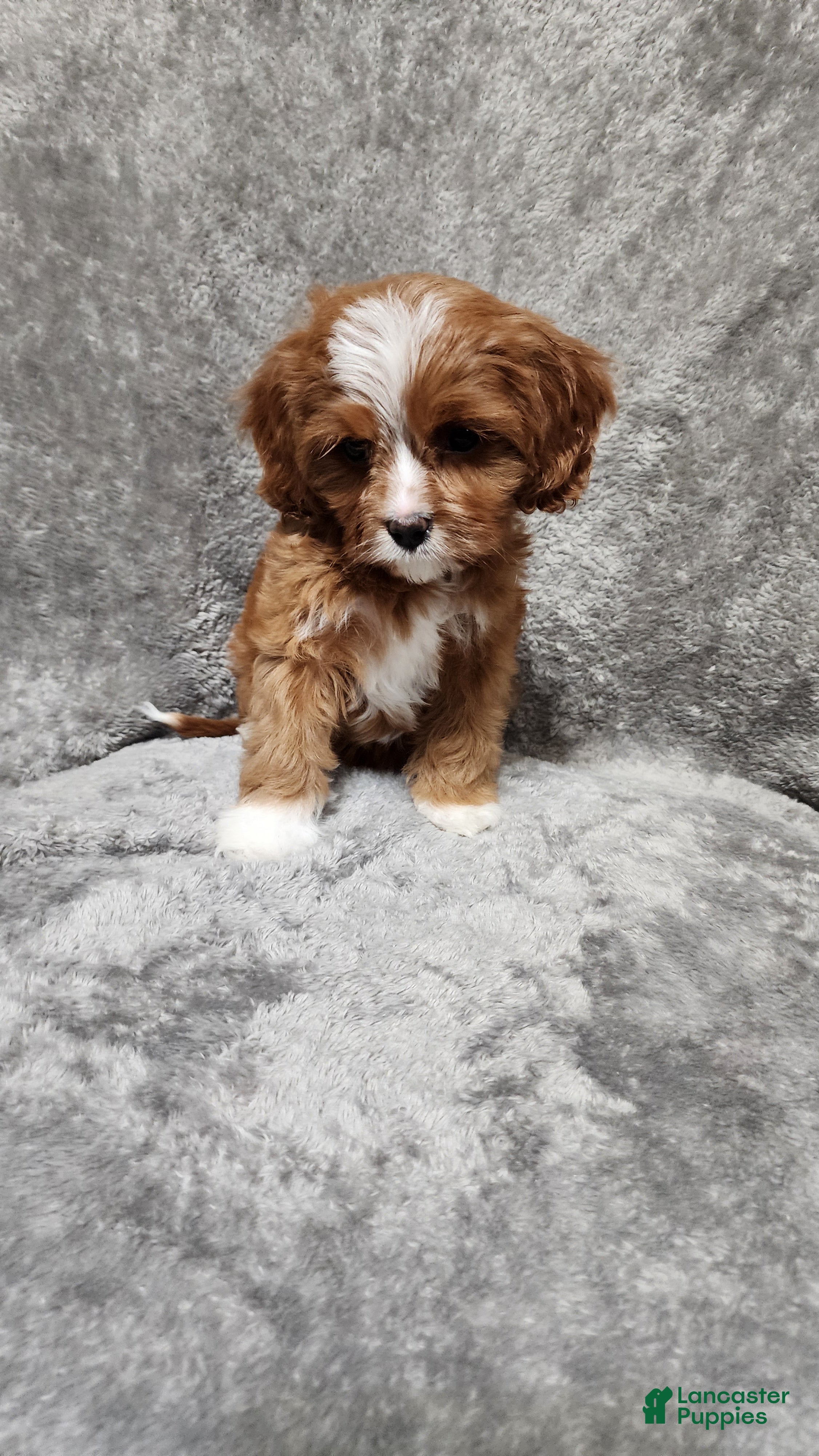 Cavapoo dogs Chicken Nugget - Ad 2