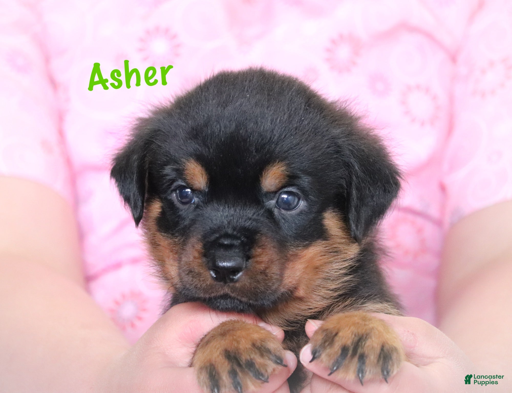 Rottweiler dogs Asher - Ad 1