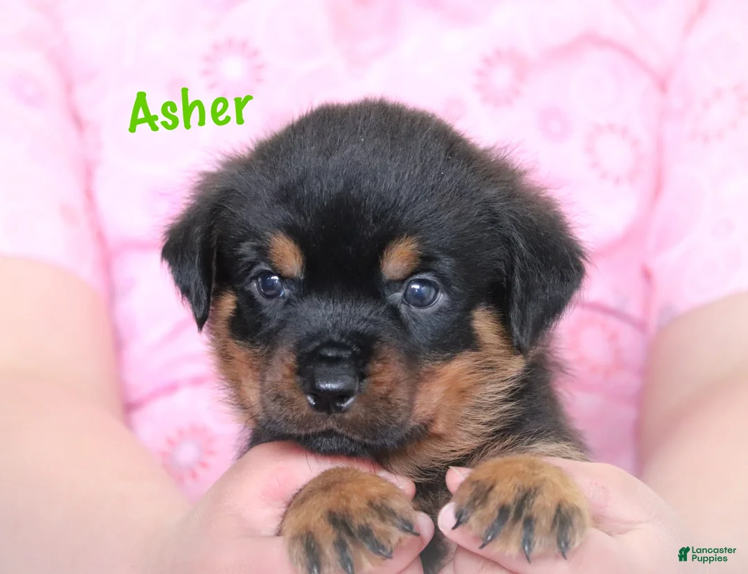 Rottweiler dogs for sale: Asher - Ad 1