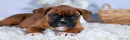 Boxer dogs for sale: Sarge  - Ad 23