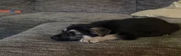 German Shepherd dogs for sale: German Shepherd Puppy 2 - Ad 6