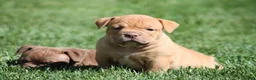Olde English Bulldogge dogs for sale: Bluegates ARCHIE - Ad 3