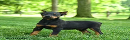 Doberman Pinscher dogs for sale: Lion - Ad 2