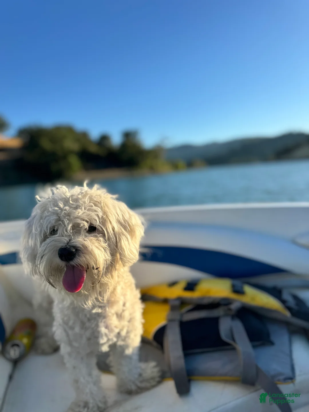 Bichon Frise dogs for sale: Bichon Frise Puppy 2 - Ad 5