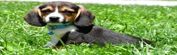Beagle dogs for sale: Ved - Ad 10