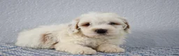 Mini Goldendoodle dogs for sale: Vlad - Ad 9