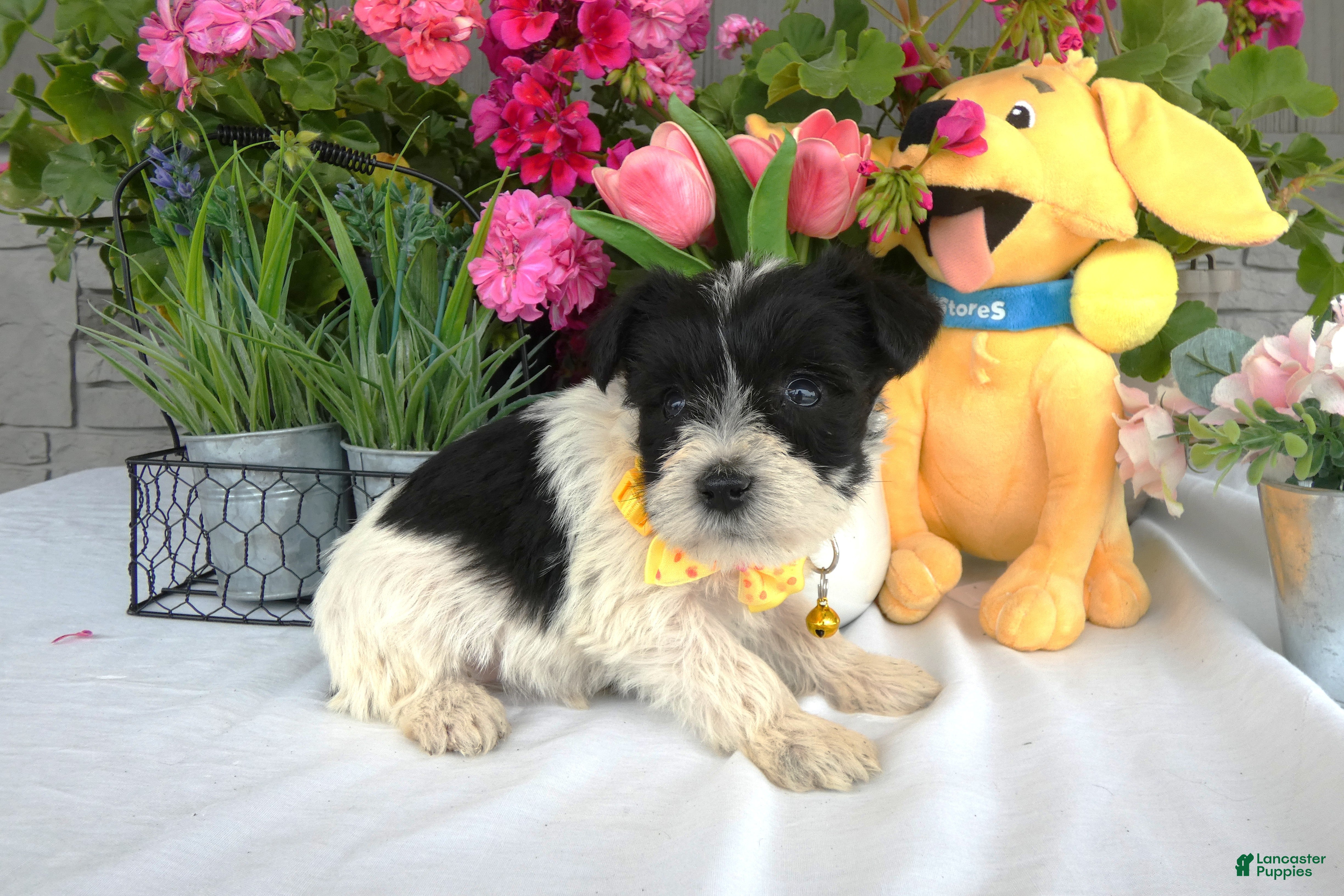 Miniature Schnauzer dogs Miniature Schnauzer 4 Sunflower - Ad 36