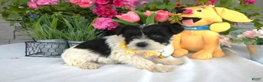 Miniature Schnauzer 4 Sunflower