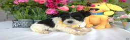 Miniature Schnauzer dogs for sale: Miniature Schnauzer 4 Sunflower - Ad 1