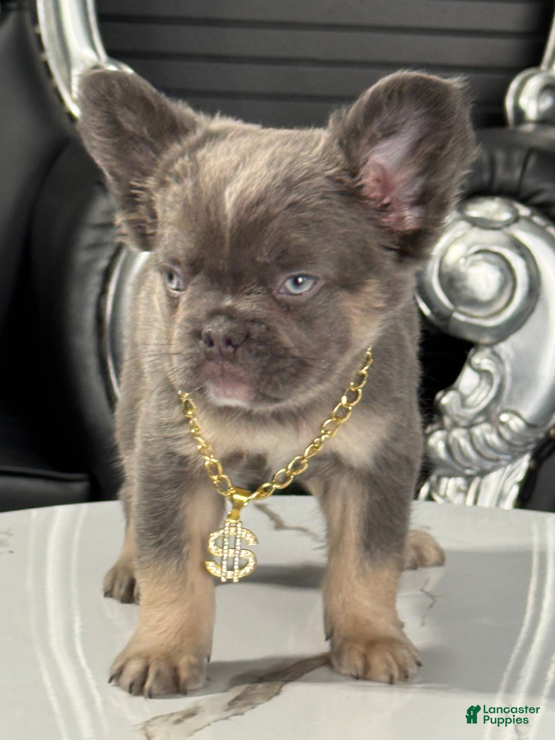 French Bulldog dogs for sale: Jack  - Ad 4