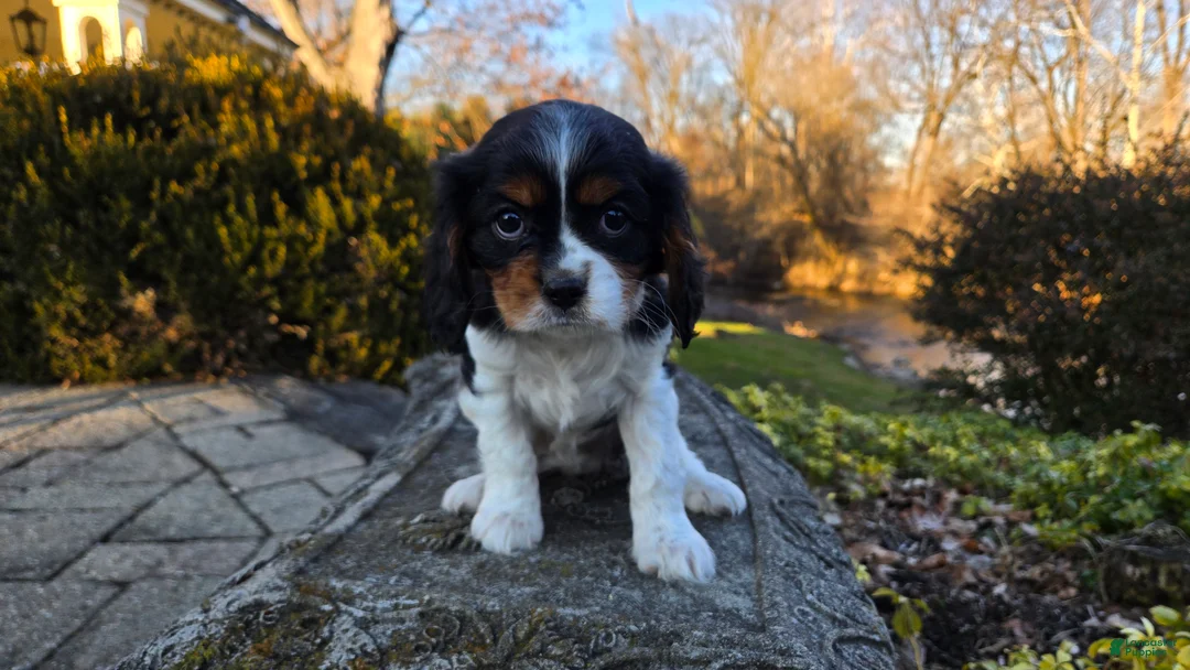 Cavalier King Charles Spaniel dogs for sale: Vivian - Ad 9