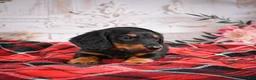 Miniature Dachshund dogs for sale: AKC-Eddie - Ad 6
