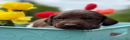 German Shorthaired Pointer dogs for sale: Colt - Ad 2