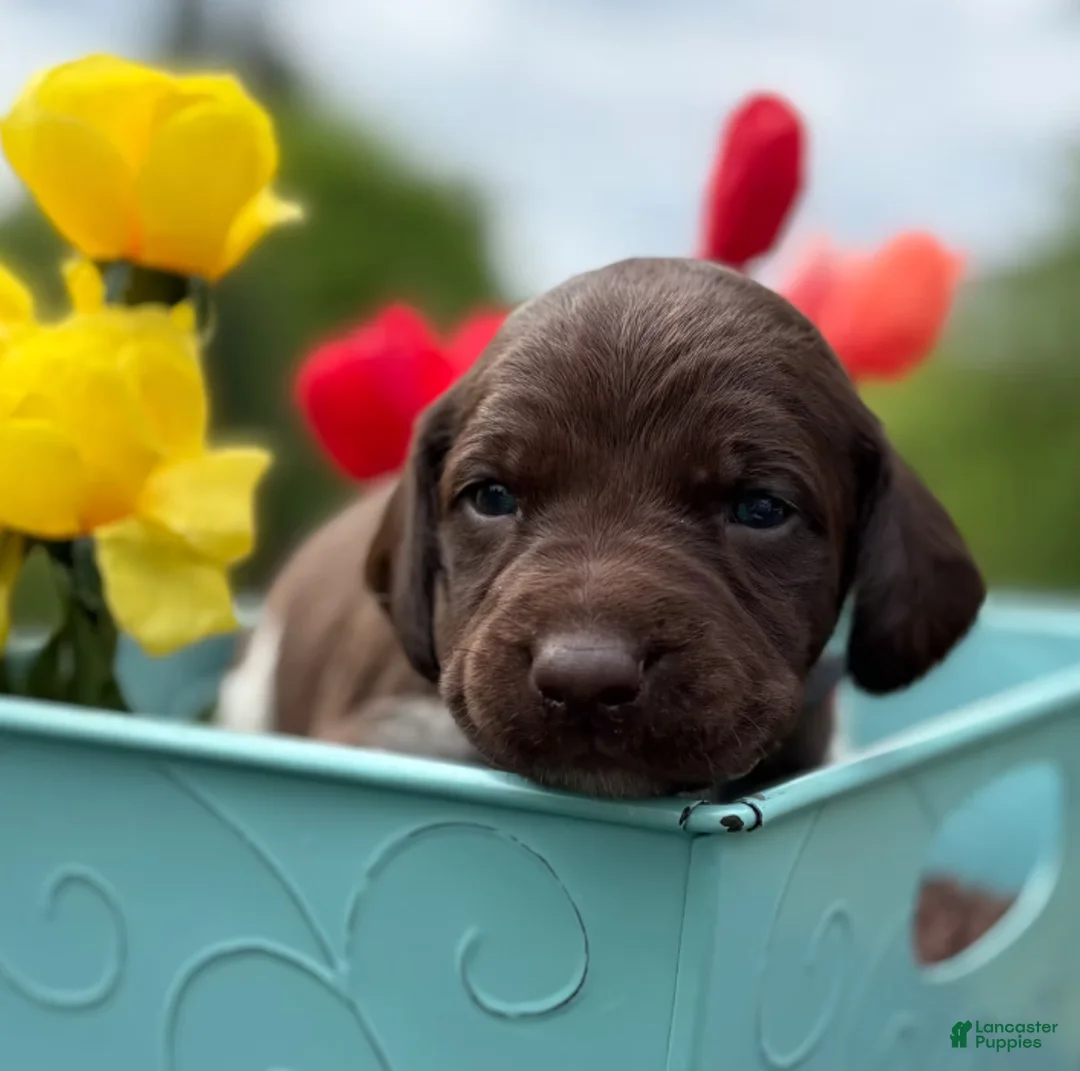 German Shorthaired Pointer dogs for sale: Colt - Ad 2