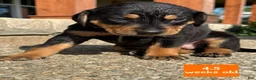 Catahoula Leopard Dog dogs for sale: Orange, Female - Ad 4