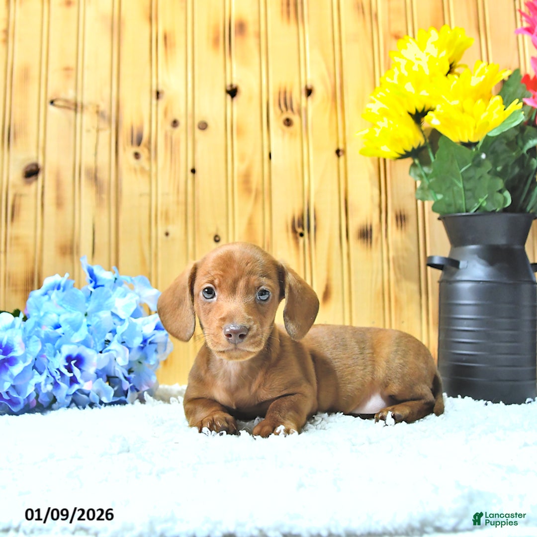 Miniature Dachshund dogs for sale: Marco - Ad 3