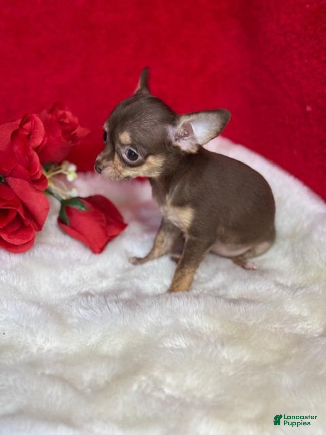 Chihuahua dogs for sale: Chihuahua Puppy 1 - Ad 2