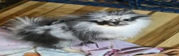 Pomeranian dogs for sale: Grace  - Ad 2