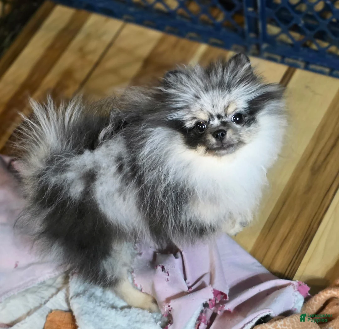 Pomeranian dogs for sale: Grace  - Ad 2