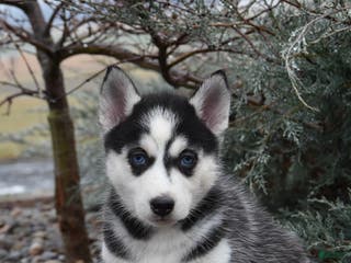 Siberian Husky dogs Flicka - Ad 41