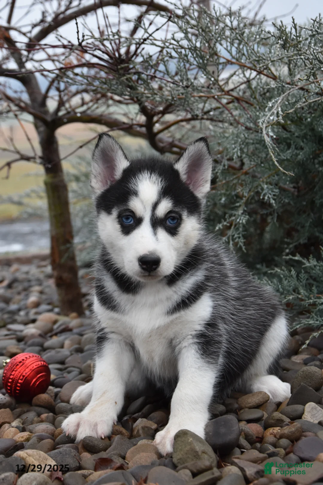 Siberian Husky dogs for sale: Flicka - Ad 1