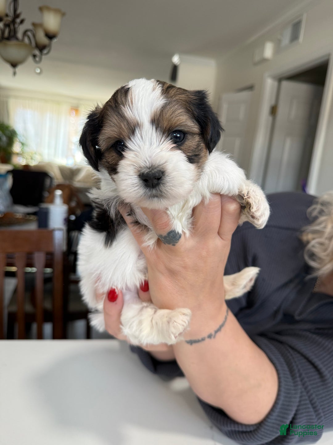 Shorkie dogs for sale: Shorkie Puppy 1 Milo - Ad 3