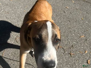 Mixed Breed dogs - Ad 5