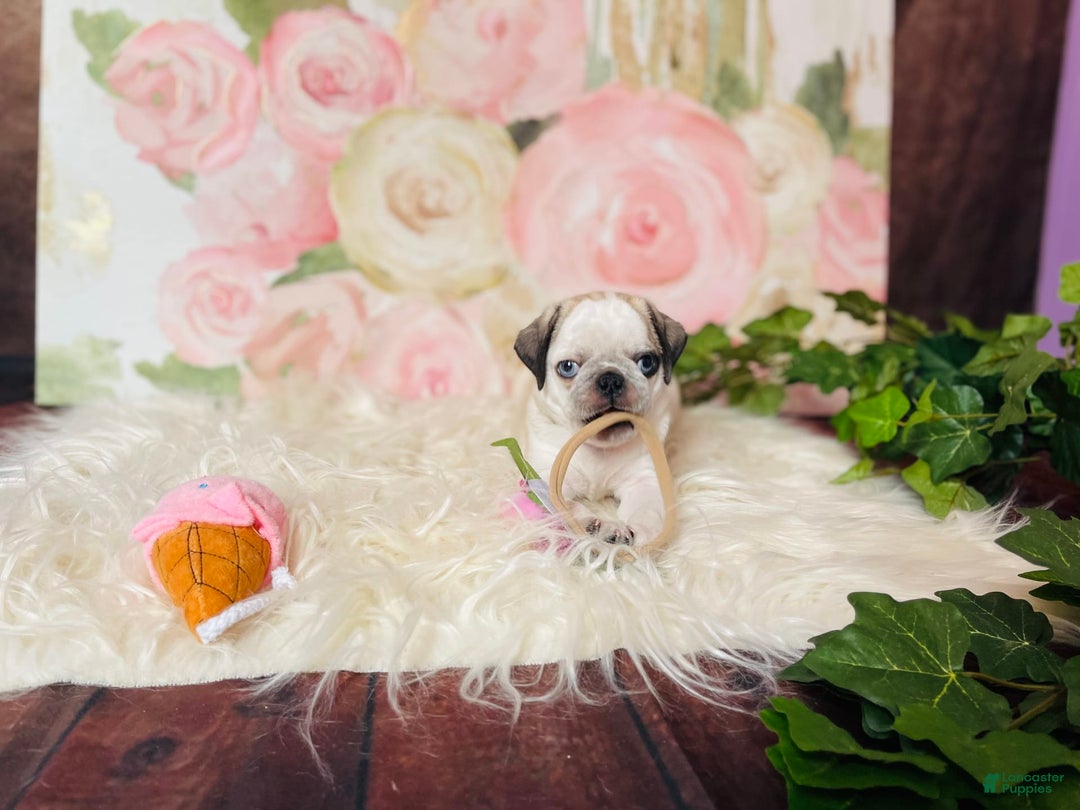 Gallery Image {{count}}