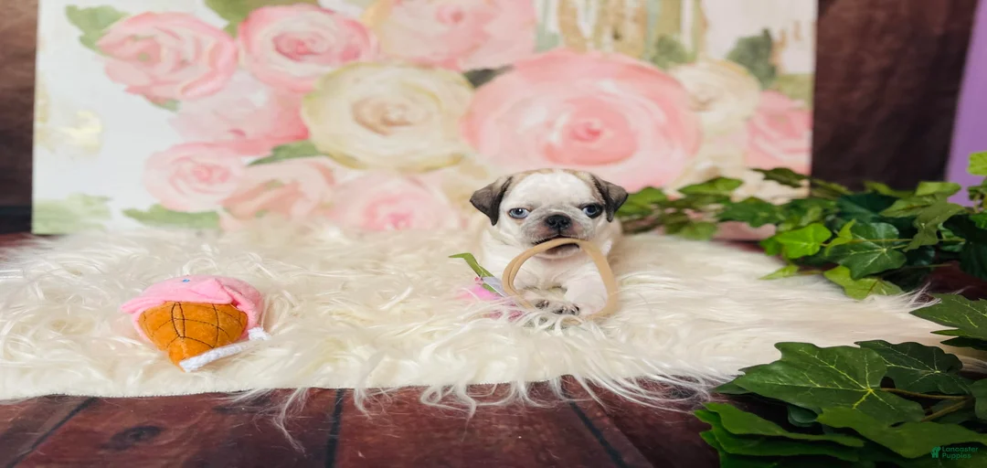 Gallery Image {{count}}