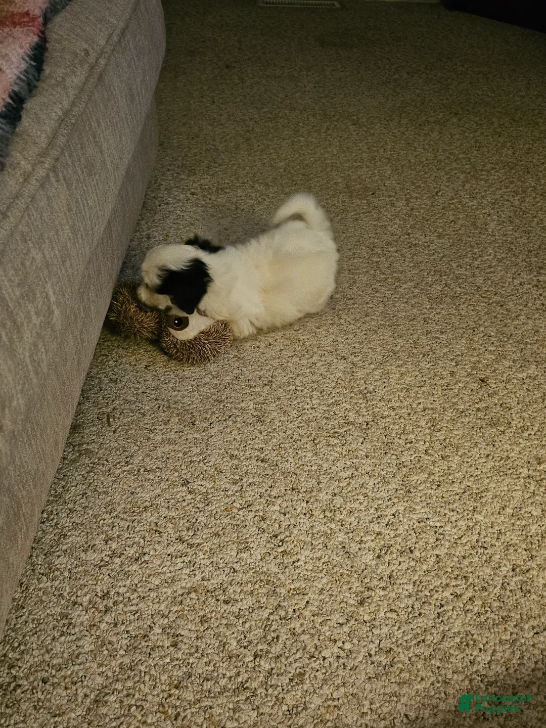 Shih Tzu dogs for sale: Shih Tzu Puppy 1 - Ad 2