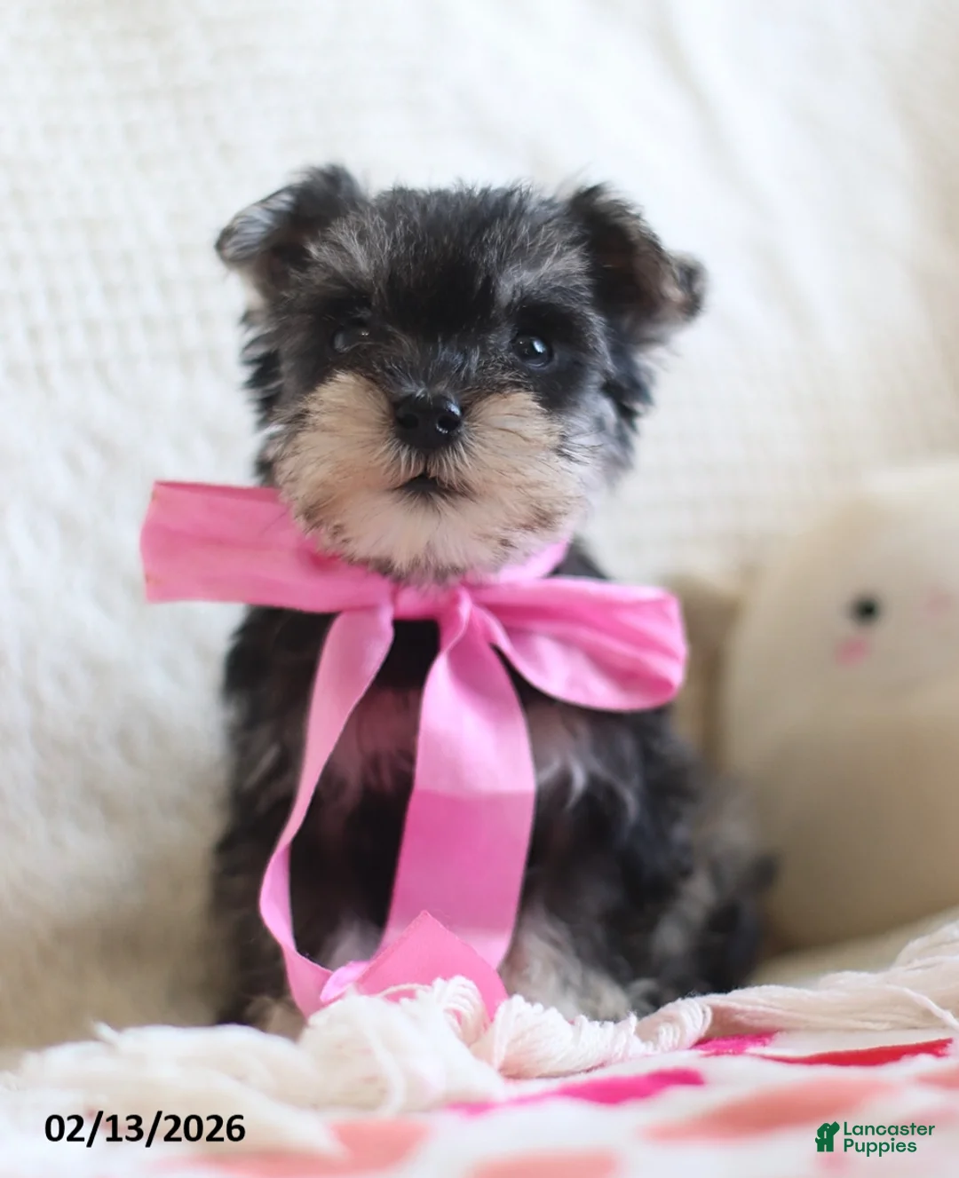 Miniature Schnauzer dogs for sale: Shania - Ad 5