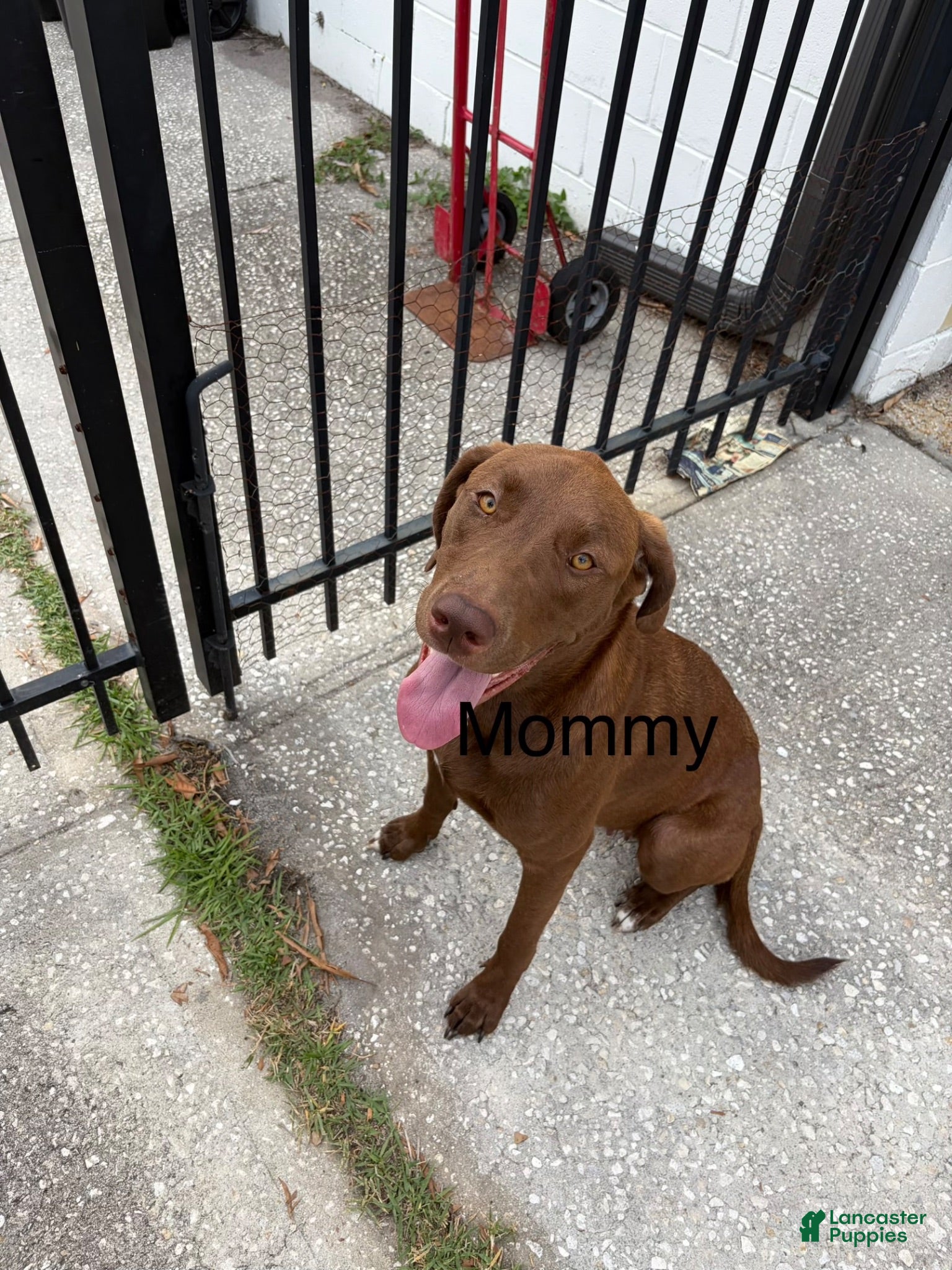 Labrador Retriever dogs Labrador Retriever 2 - Ad 2