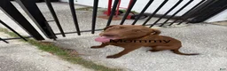 Labrador Retriever dogs for sale: Labrador Retriever 1 - Ad 5